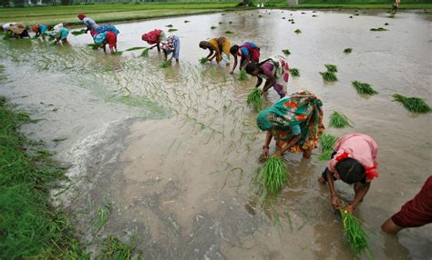 Explainer: Why India holds the key to global rice market outlook | Reuters