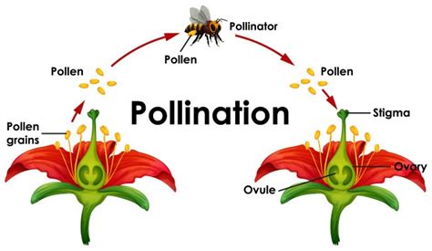 The Effects of Artificial Light on Plant Pollination | Communicating ...