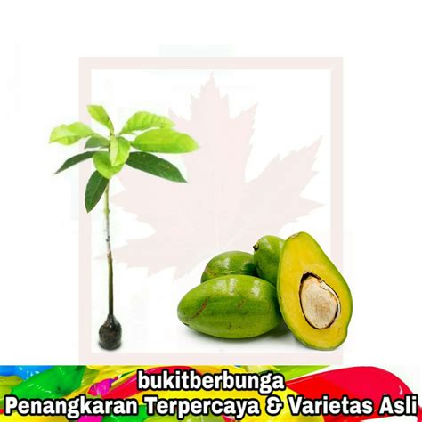 Jual Tanaman Buah Alpukat Madu | Shopee Indonesia