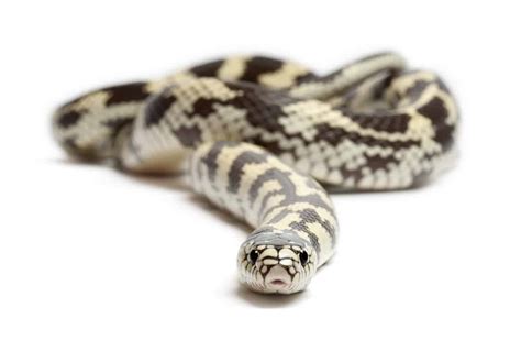 39 HQ Images King Snake Pet Uk / King Snakes Caring For Your New Pet ...