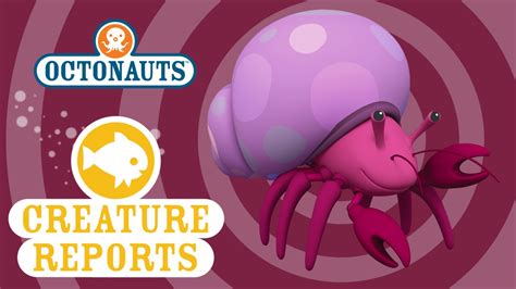 Octonauts: Creature Reports - Hermit Crab - YouTube