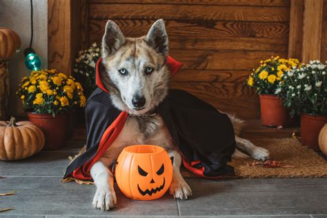 Easy Diy Dog Halloween Costumes | tunersread.com