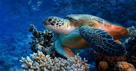 The Top 10 Incredible Animals That Live in Coral Reefs - IMP WORLD