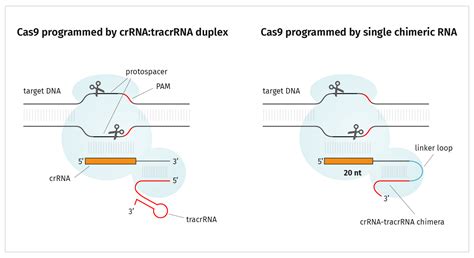 CRISPR: Guide to gRNA design - Snapgene