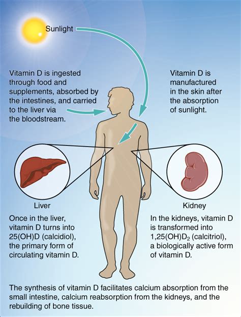 Vitamin D deficiency in Australia - Wikipedia