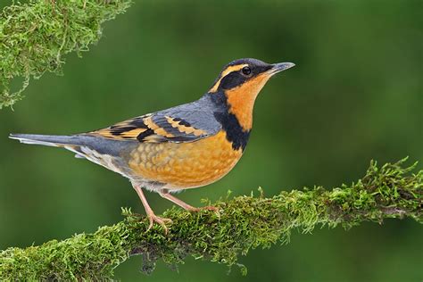 Varied Thrush | Audubon Field Guide