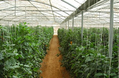 Hydroponic farming boosts prospects of sustainable agriculture in Saudi ...