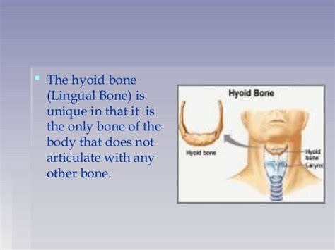 Anatomy and functions of hyoid