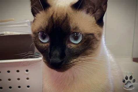 Understanding the Estrous Cycle in Siamese Cats