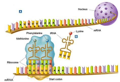 Transcription and Translation Assignment - Roderick Biology