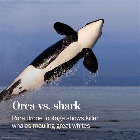 💋 Orca whale vs great white shark. Shark Week Shares Footage of Orca ...