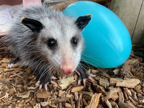 Meet Hubble, a Rescued 4-Month-Old Virginia Opossum - CMZoo