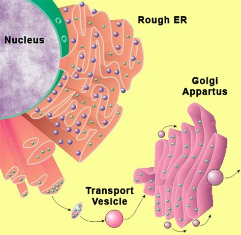 Vesicles - The Endomembrane System of Eukaryotic Cells