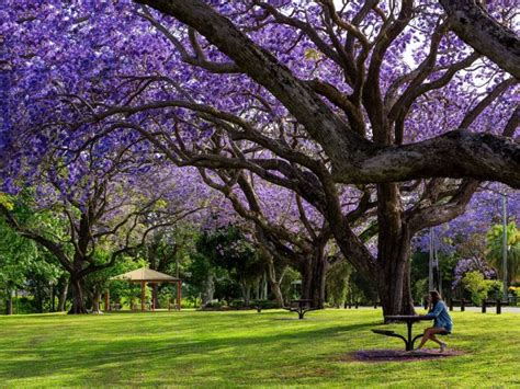 See Park - Grafton | NSW Government