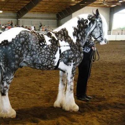 Snowflake Appaloosa Horses | Snowflake Appaloosa | horse | Pinterest ...