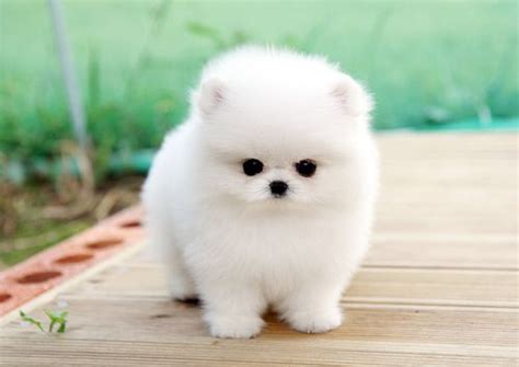 Pomeranian Small White Dog Breeds Fluffy