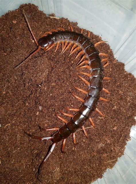 Scolopendra-subspinipes-for-sale