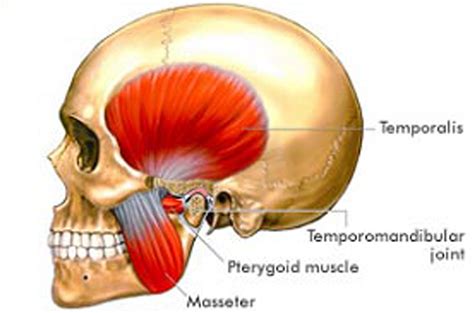 What is TMJ? - Hutto Hippo