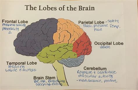 Brainstem Function