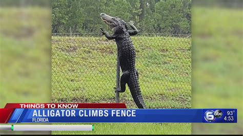 Alligator climbs fence in Florida.