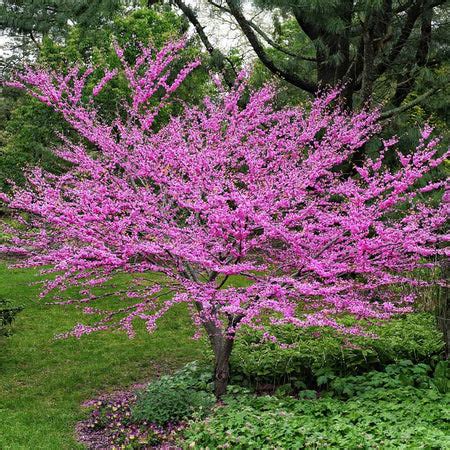 Eastern Redbud Trees for Sale– FastGrowingTrees.com