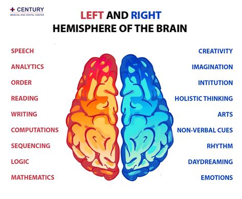 Left and Right Hemisphere of the Brain - Century Medical & Dental Center