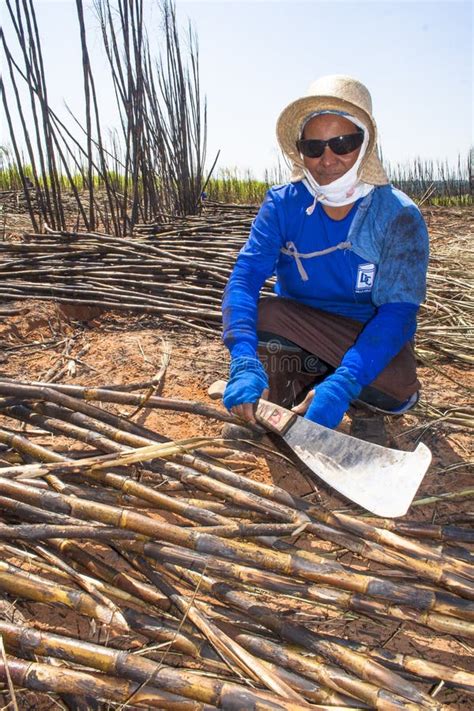 Sugar cane harvesting editorial stock image. Image of activity - 121226209