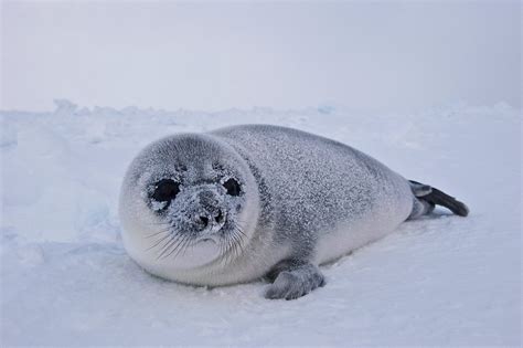 Hooded Seal (Bladder-nosed Seal) Facts, Habitat, Diet, Life Cycle, Baby ...