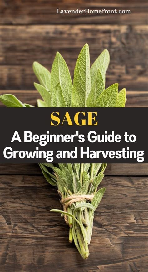 How to Grow and Harvest Sage in 2020 | Growing herbs, Herbs indoors ...