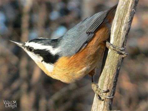 Red-breasted Nuthatch - Wild DelightWild Delight