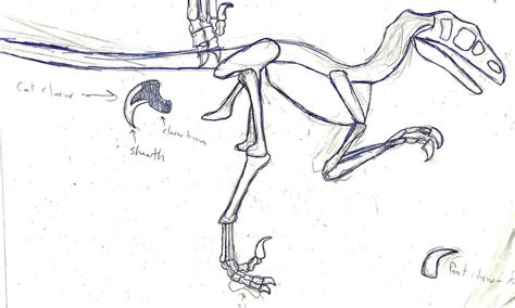 Utahraptor Skeleton by Ormspryde on DeviantArt