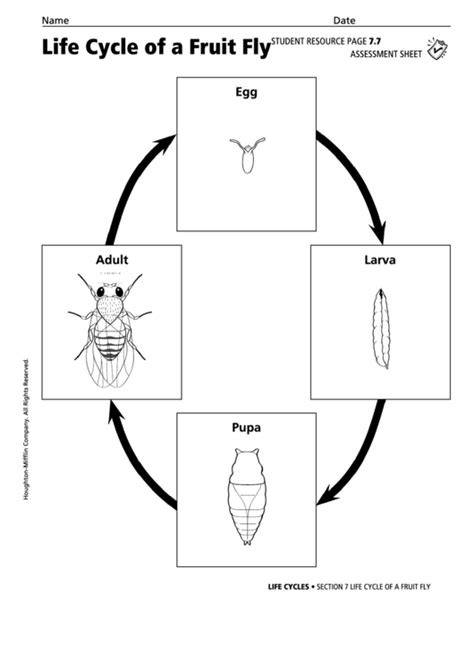 Life Cycle Of A Fruit Fly Life Cycles Assessment Sheet printable pdf ...