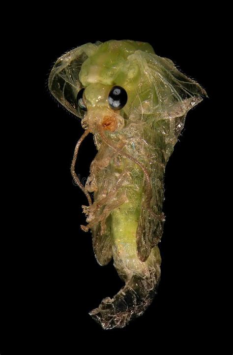 Green Lacewing. Development Stage - Pupa. Stock Photo - Image of ...