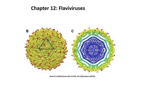 Biol409_Flavivirus.ppt