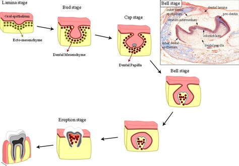 Stages Of Tooth Development - cloudshareinfo