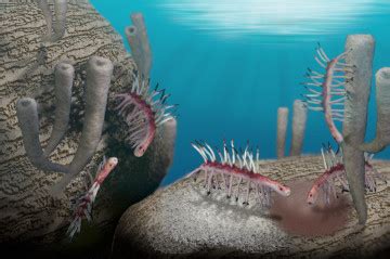 Hallucigenia@Paleozoic Aquarium