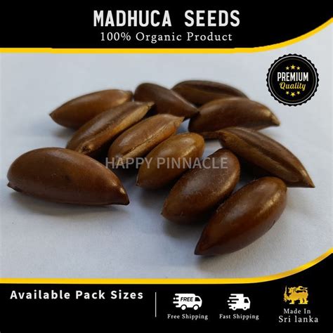 10 Ceylon Madhuca Seeds Indica Longifolia Bassia Longifolia Tree for ...