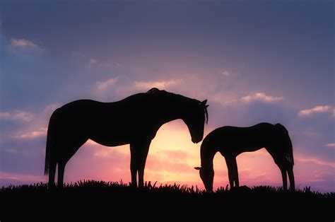 2560x1700 Horses Sunset Chromebook Pixel HD 4k Wallpapers, Images ...