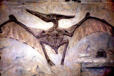 Pterodactyl fossil. Have you ever really wondered in what way an ...