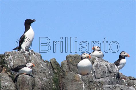 Farne Islands - Brillianto Images