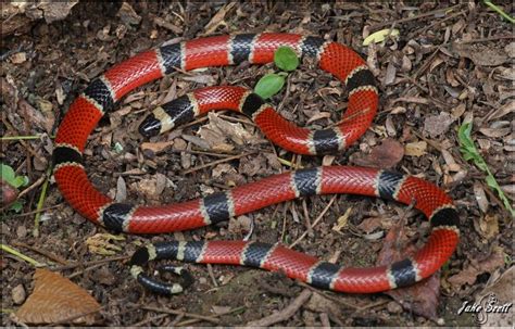 Central American Coral Snake (Micrurus nigrocinctus) | Coral snake ...