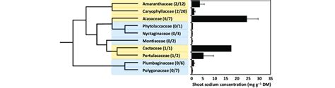 Phylogenetic relationships between 10 families of the Caryophyllales ...