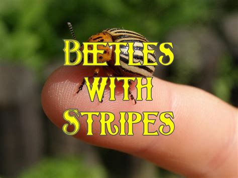 36 Common Beetles With Stripes (Pictures And Identification)