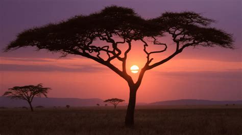 Wallpaper African Savanna Sunset - Pets Lovers