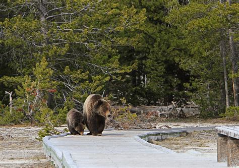 Grizzly Bears in Yellowstone National Park 2024 - Rove.me