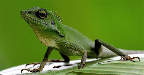 The Life Journey in Photography: Iguana @ Taman Melawati Hill, Selangor ...