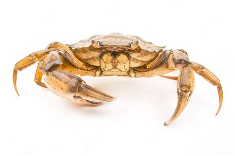 Premium Photo | Yellow sea crab on a white background