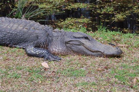 Gators wander freely at the Okefenokee Swamp. Swamp, Wander, Visiting ...