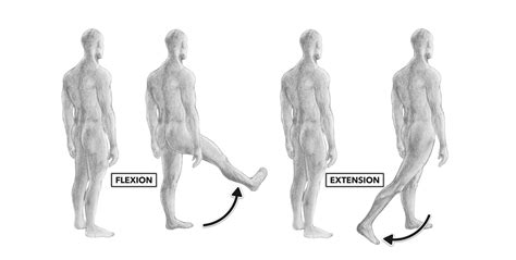 Example Of Extension In Anatomy