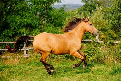 120+ Brilliant Buckskin Horse Names | LoveToKnow Pets